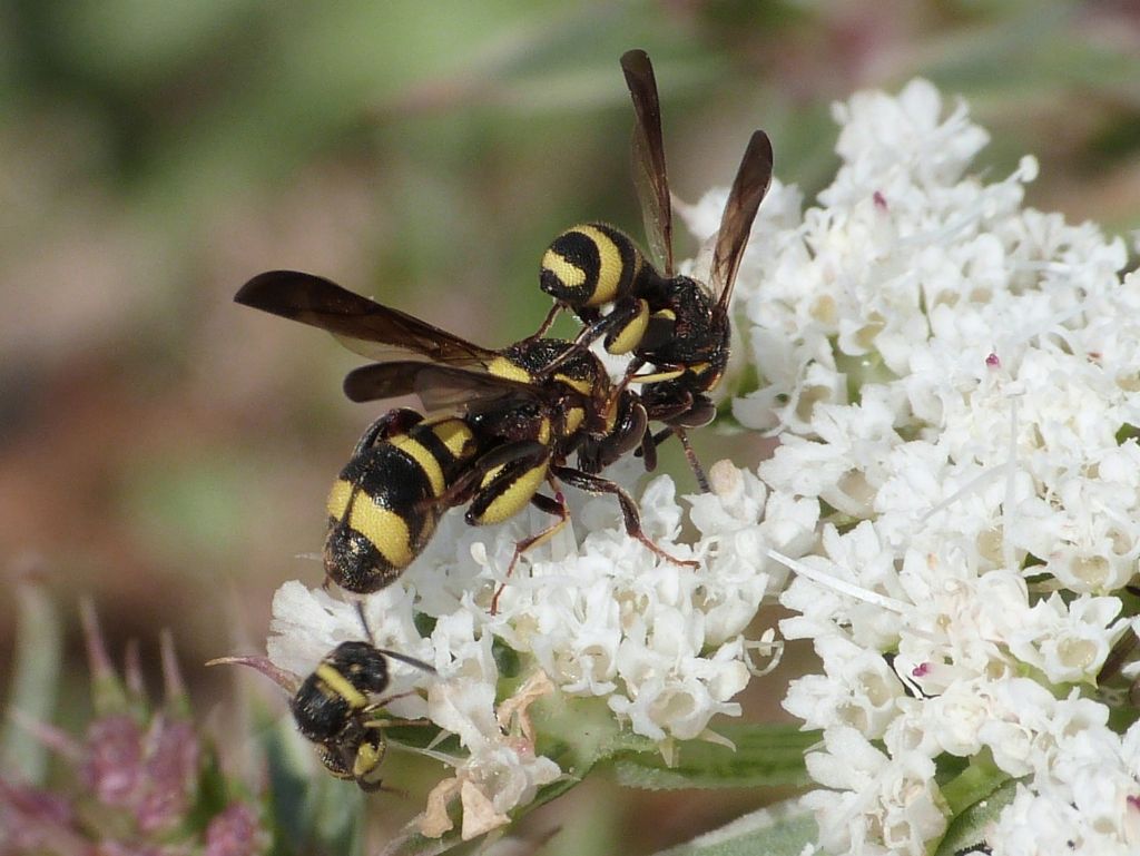 Leucospidae: Leucospis sp. in corteggiamento: Leucospis brevicauda